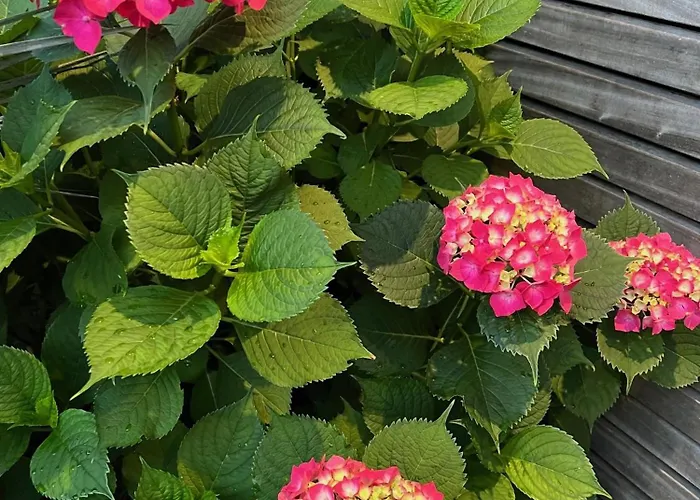 Apartment Cap Ostrea *