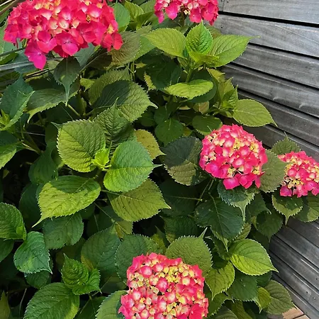 Appartement Cap Ostrea *